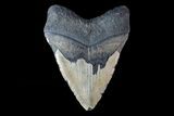 Fossil Megalodon Tooth - North Carolina #158218-1